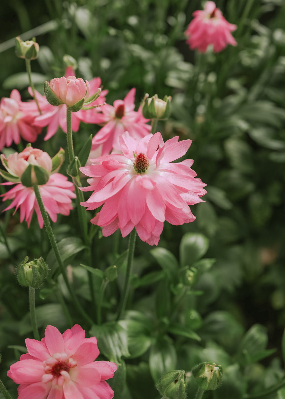 Ranunculus – Nat Moderna Venus