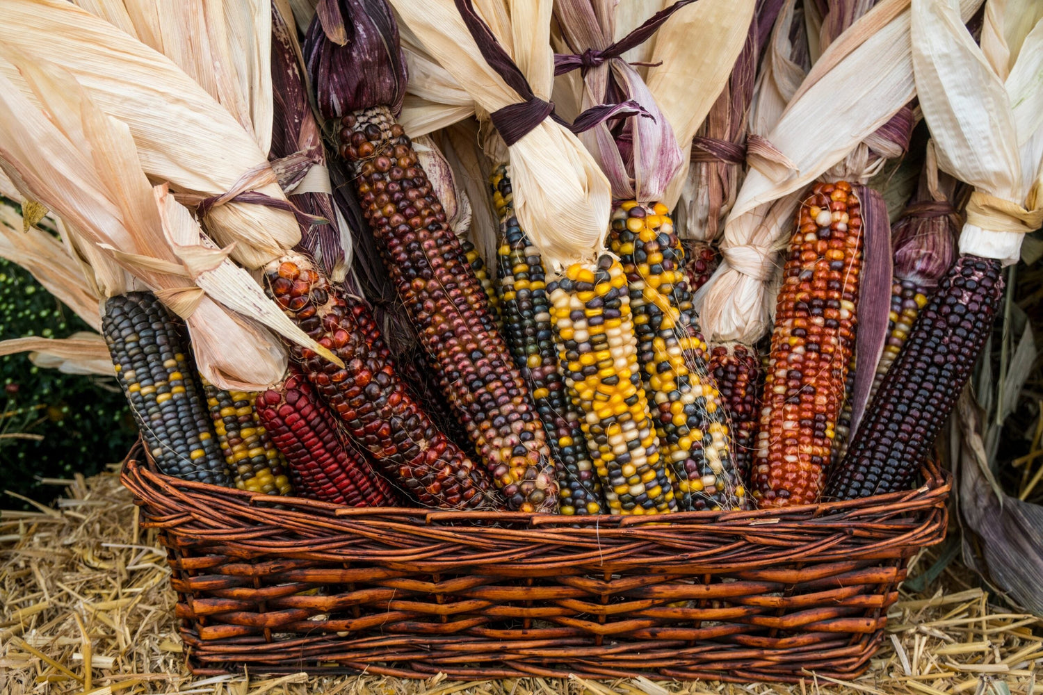 Corn - Amero Rainbow