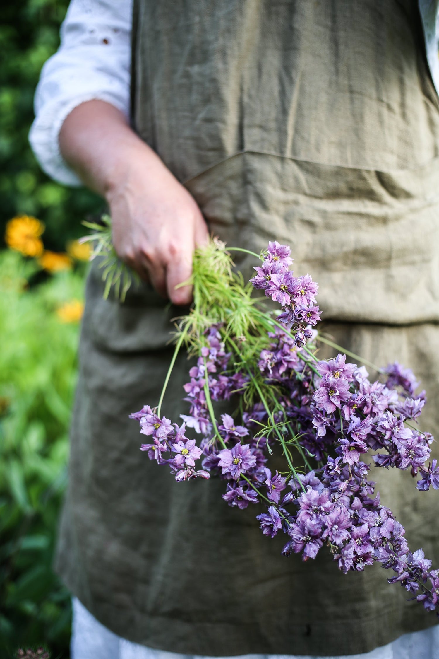 Riddarsporre - Misty Lavender