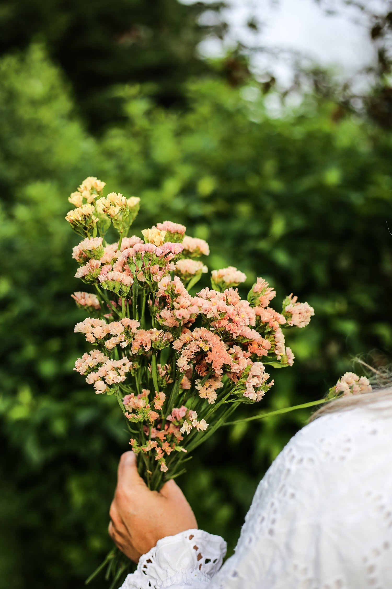 Sea Lavender - Fortune Apricot Shades