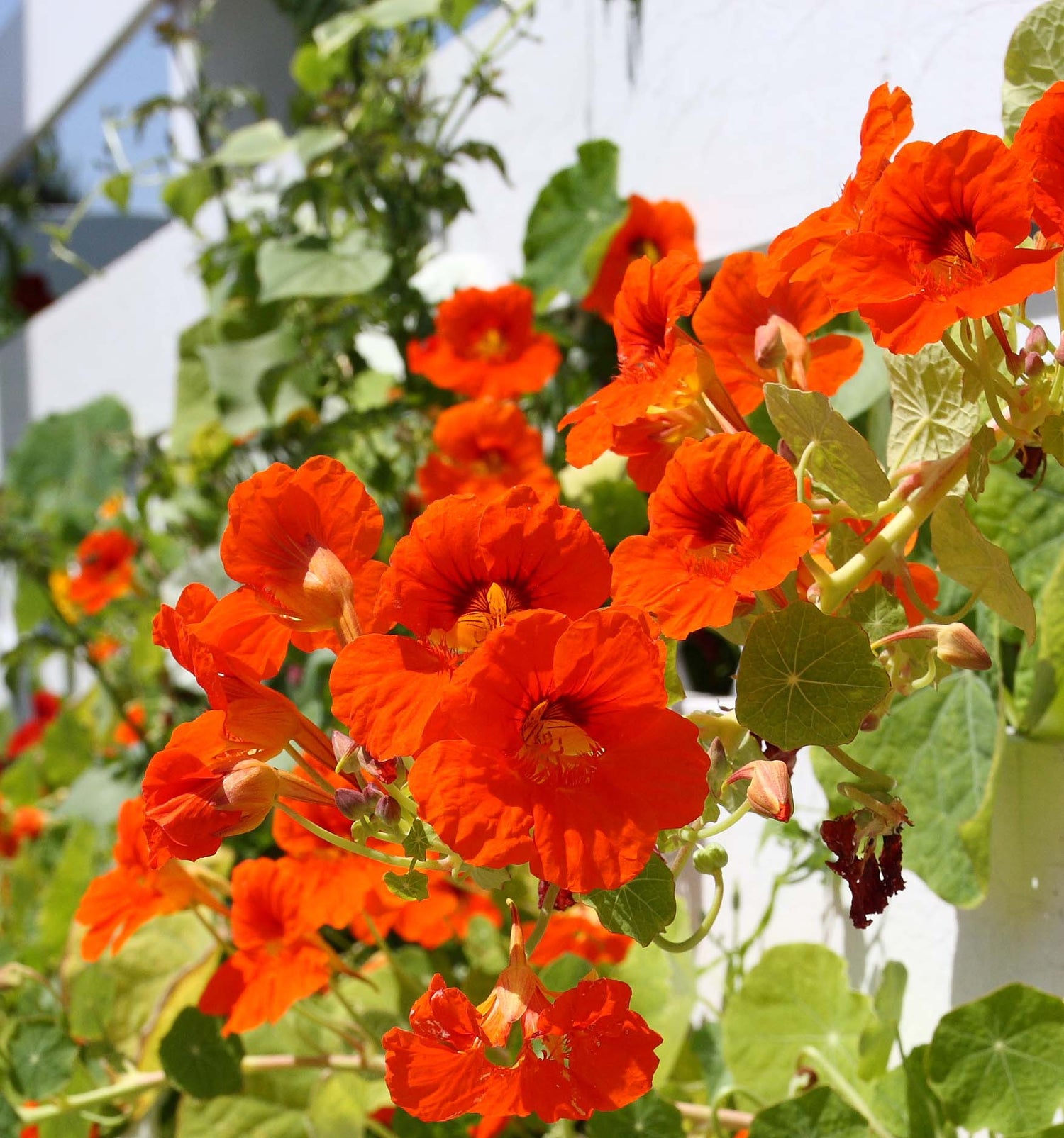 Buskkrasse - Empress of India