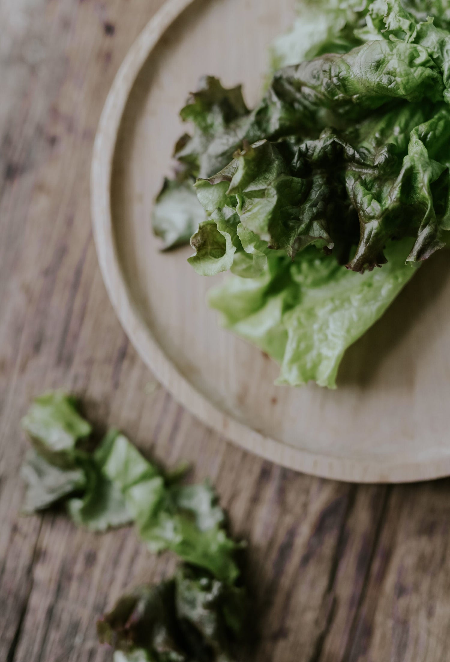 Lettuce - Red Salad Bowl ECO