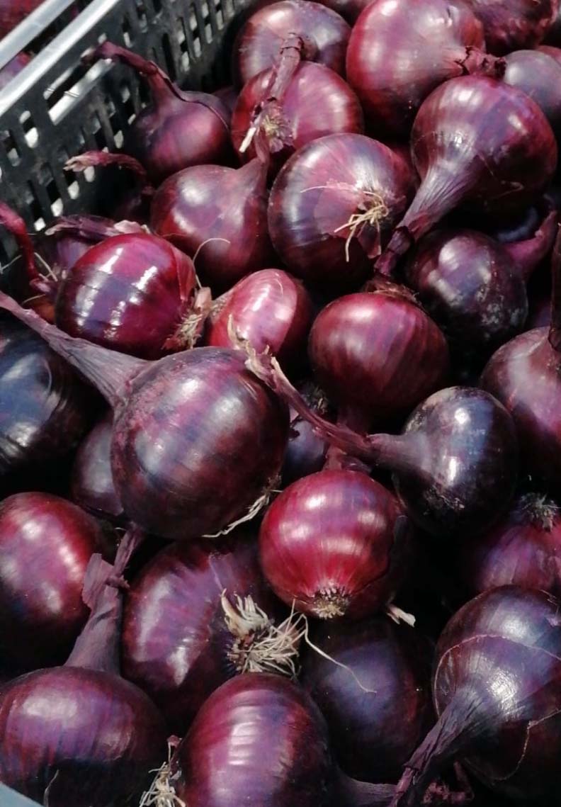 Onion - Noordhollandse Bloedrode