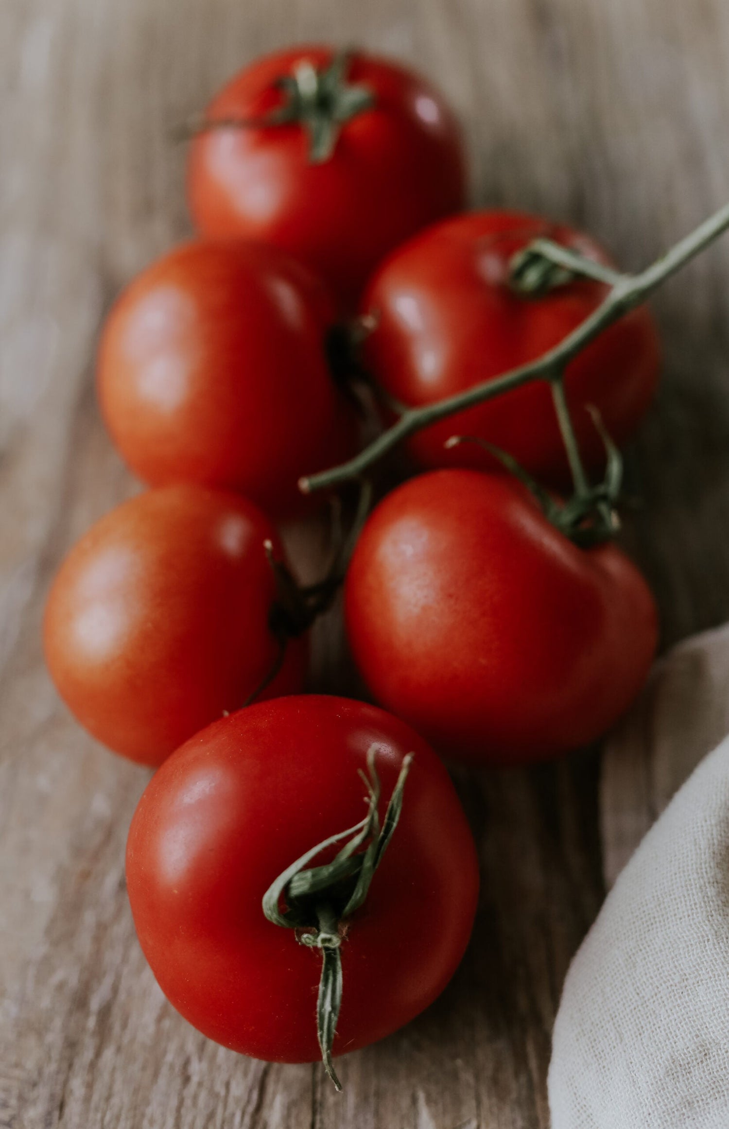 Växthustomat - Moneymaker EKO