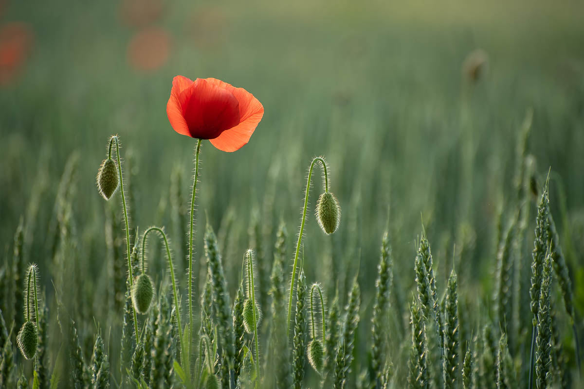 Vallmo - Single Red, English Poppy EKO