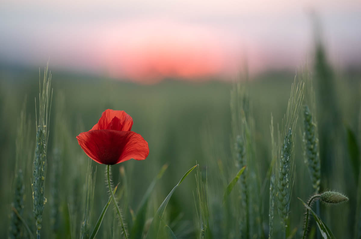 Vallmo - Single Red, English Poppy EKO