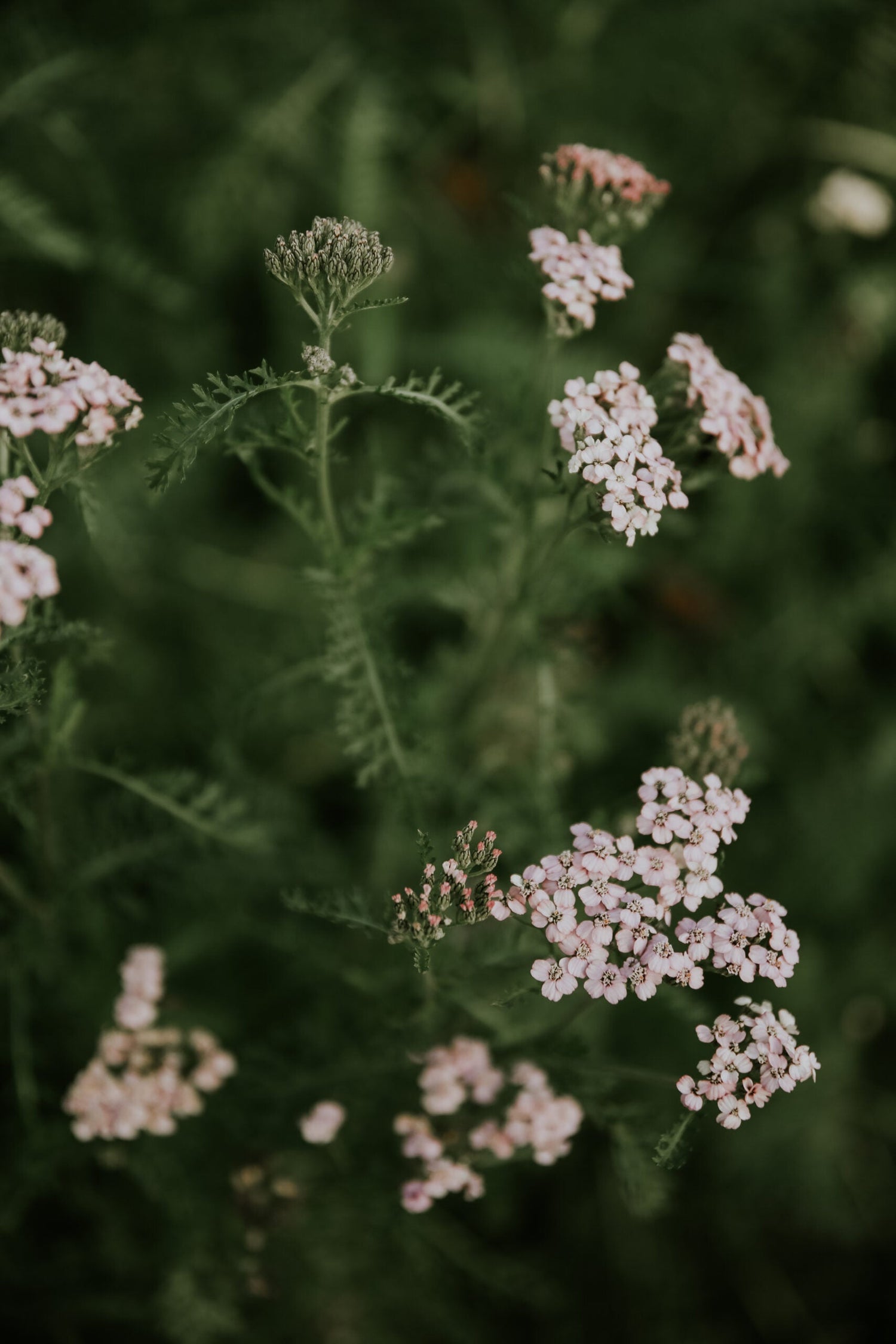 Röllika - Summer Pastell Mix