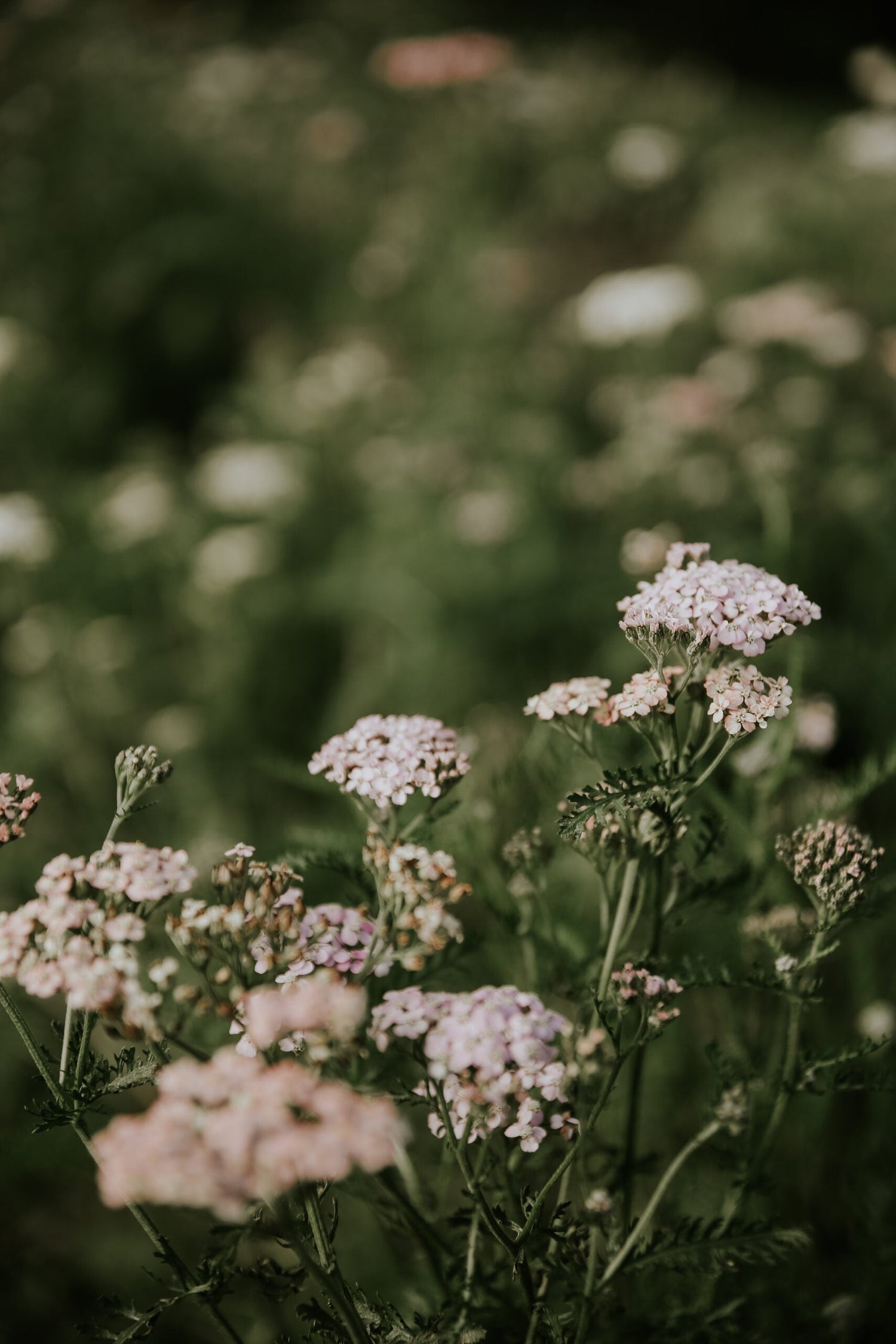 Röllika - Summer Pastell Mix