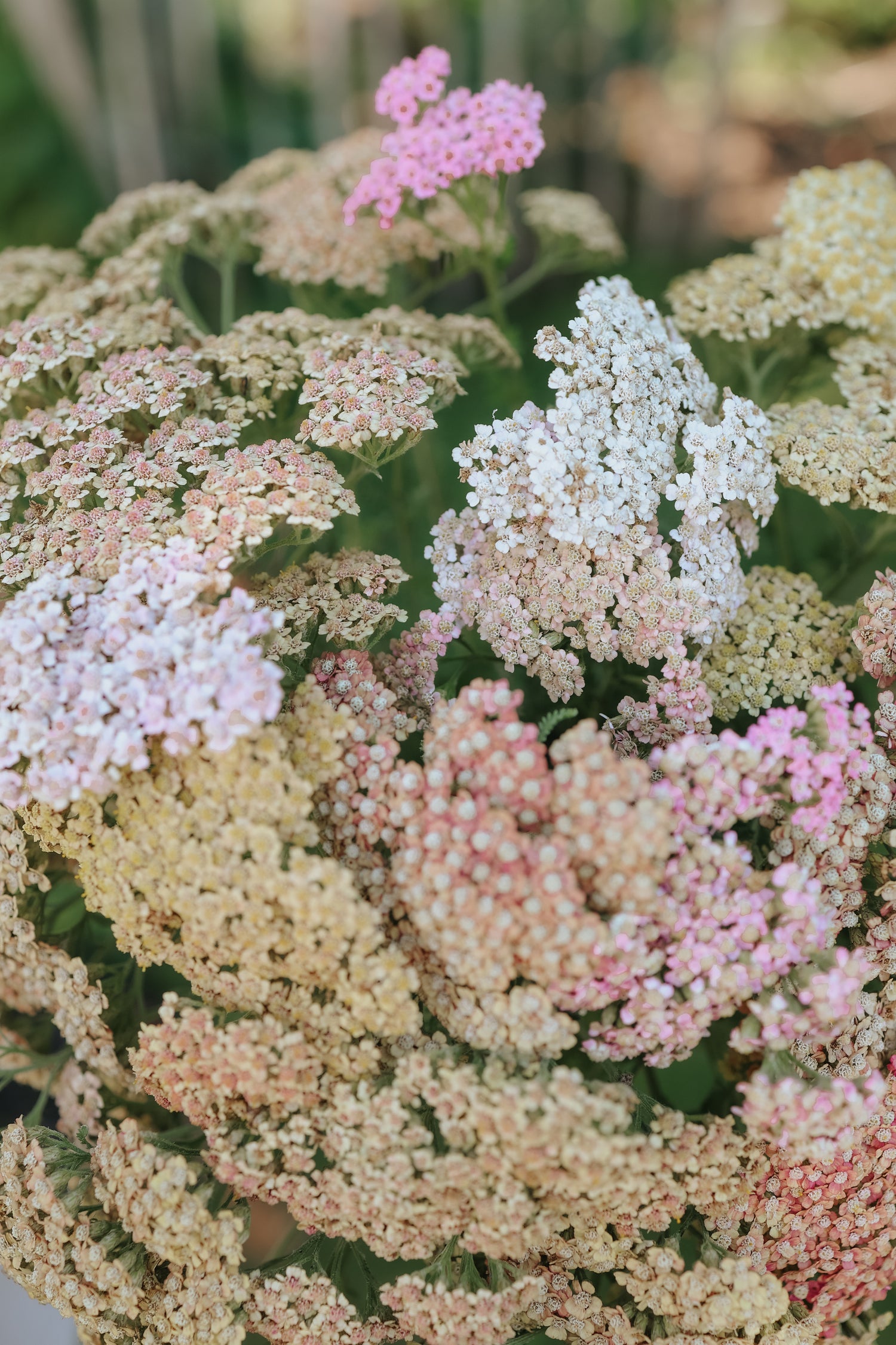 Röllika - Summer Pastell Mix