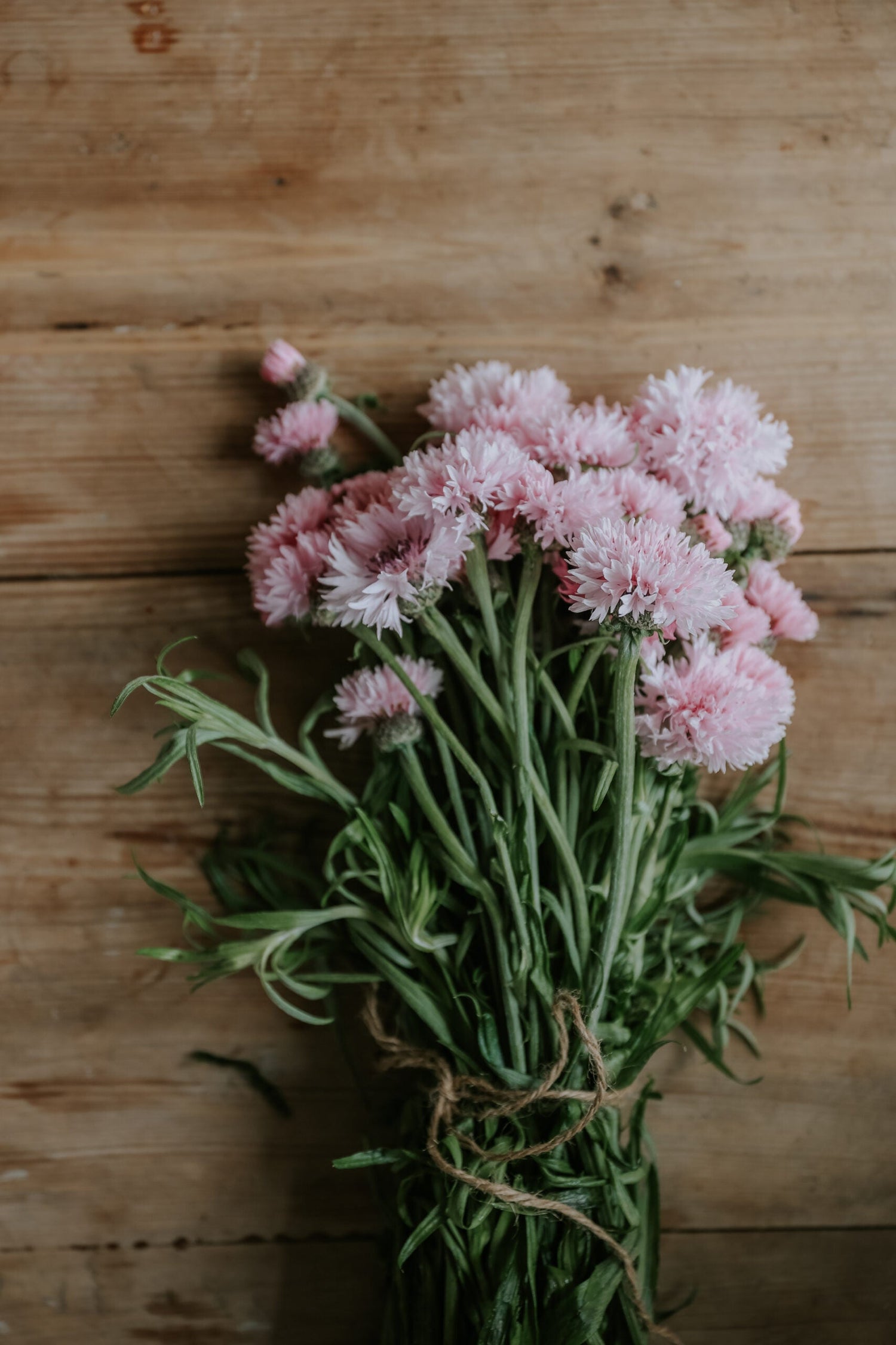 Cornflower - Pink Ball