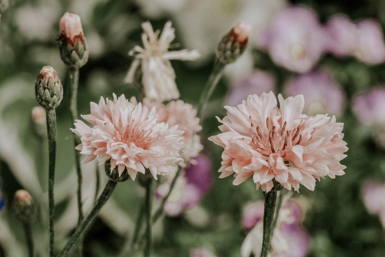 Kornblomst - Pink Ball