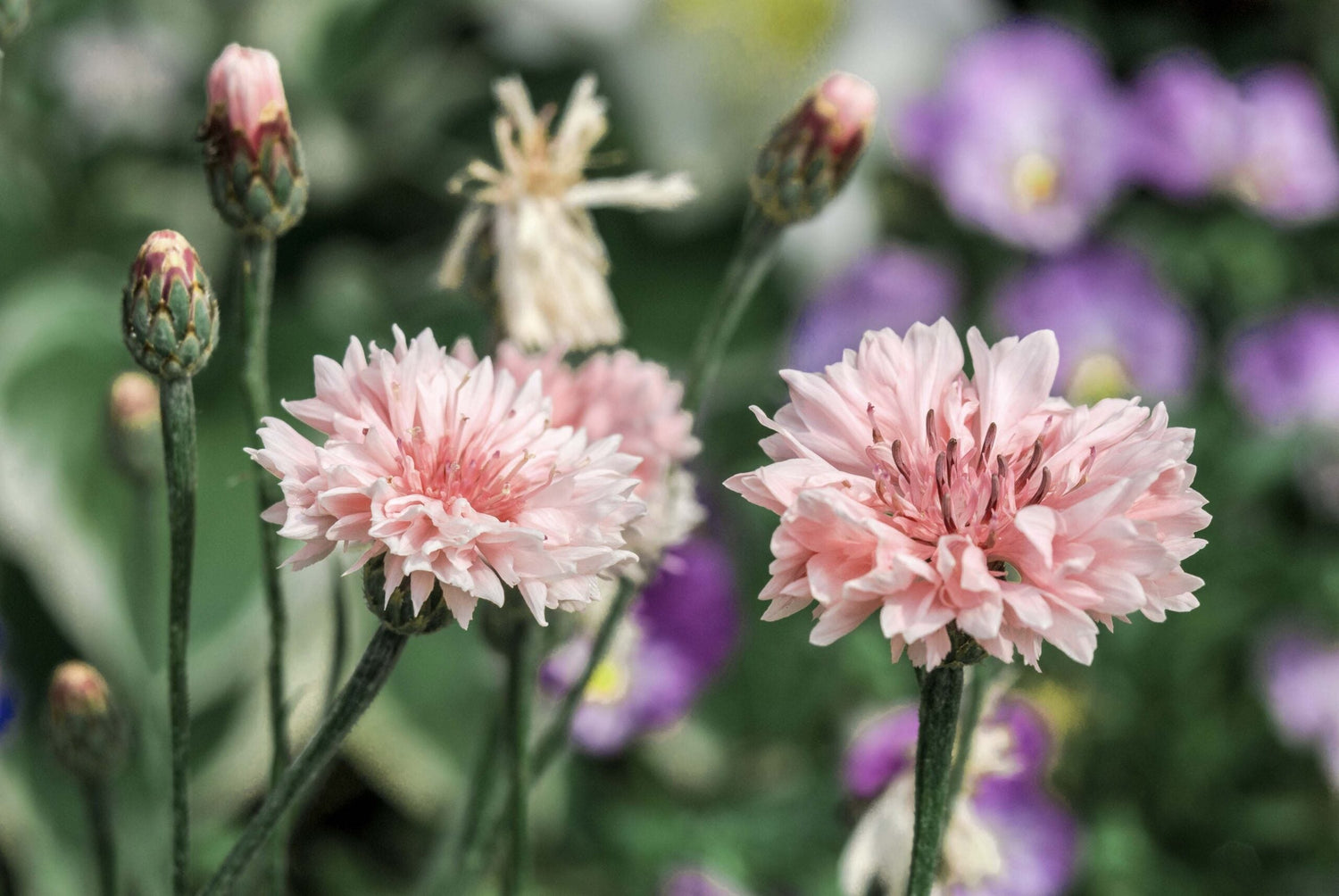 Cornflower - Pink Ball