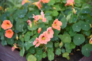 Nasturtium - Bloody Mary