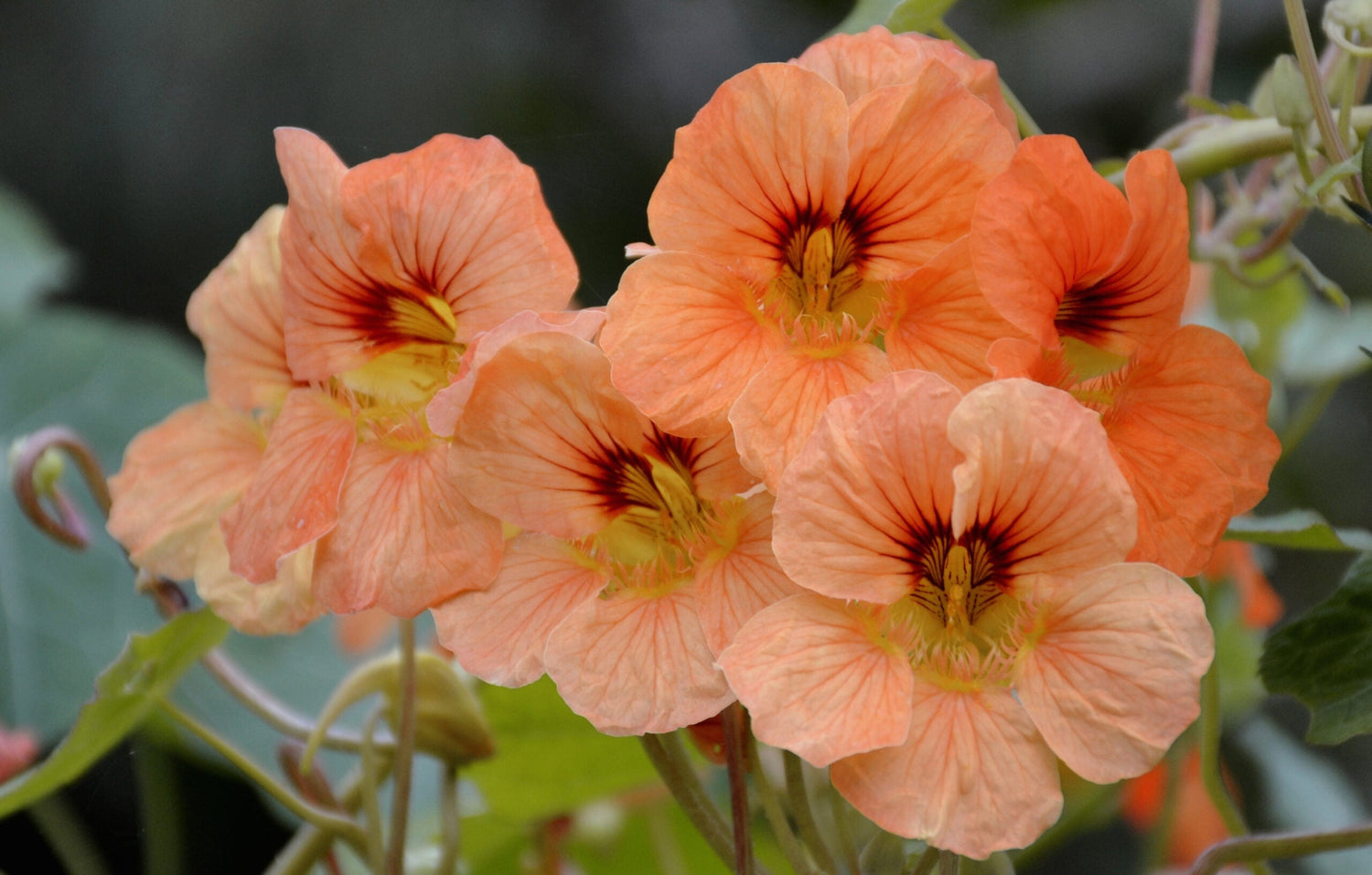 Buskkrasse - Salmon Baby