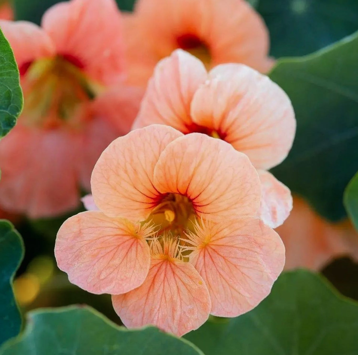 Buskkrasse - Salmon Baby