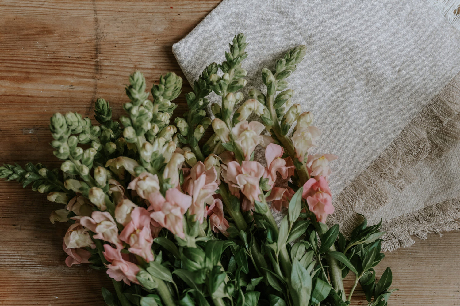 Snapdragon - The Rose