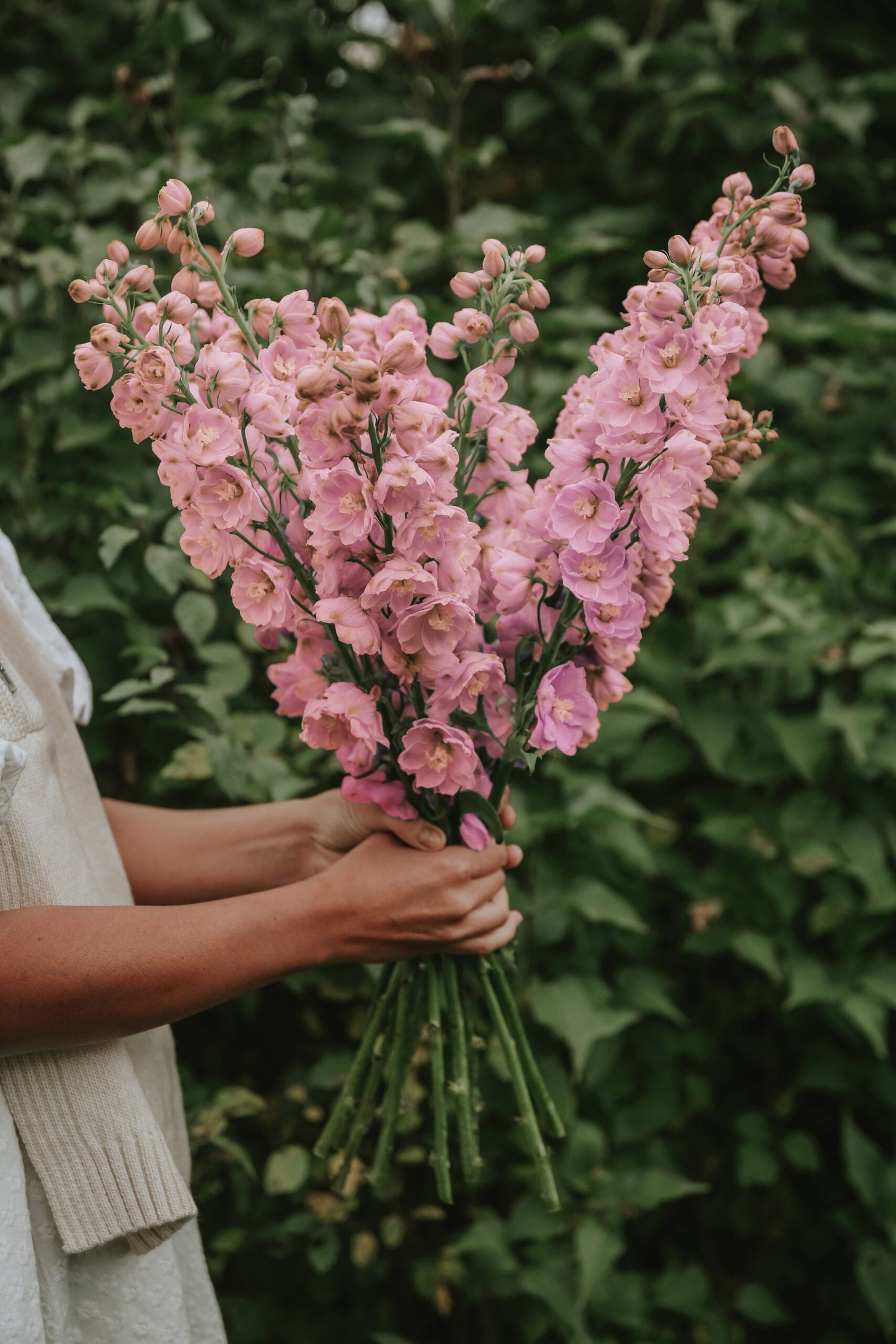 Riddarsporre - Rose Queen, Deep Pink