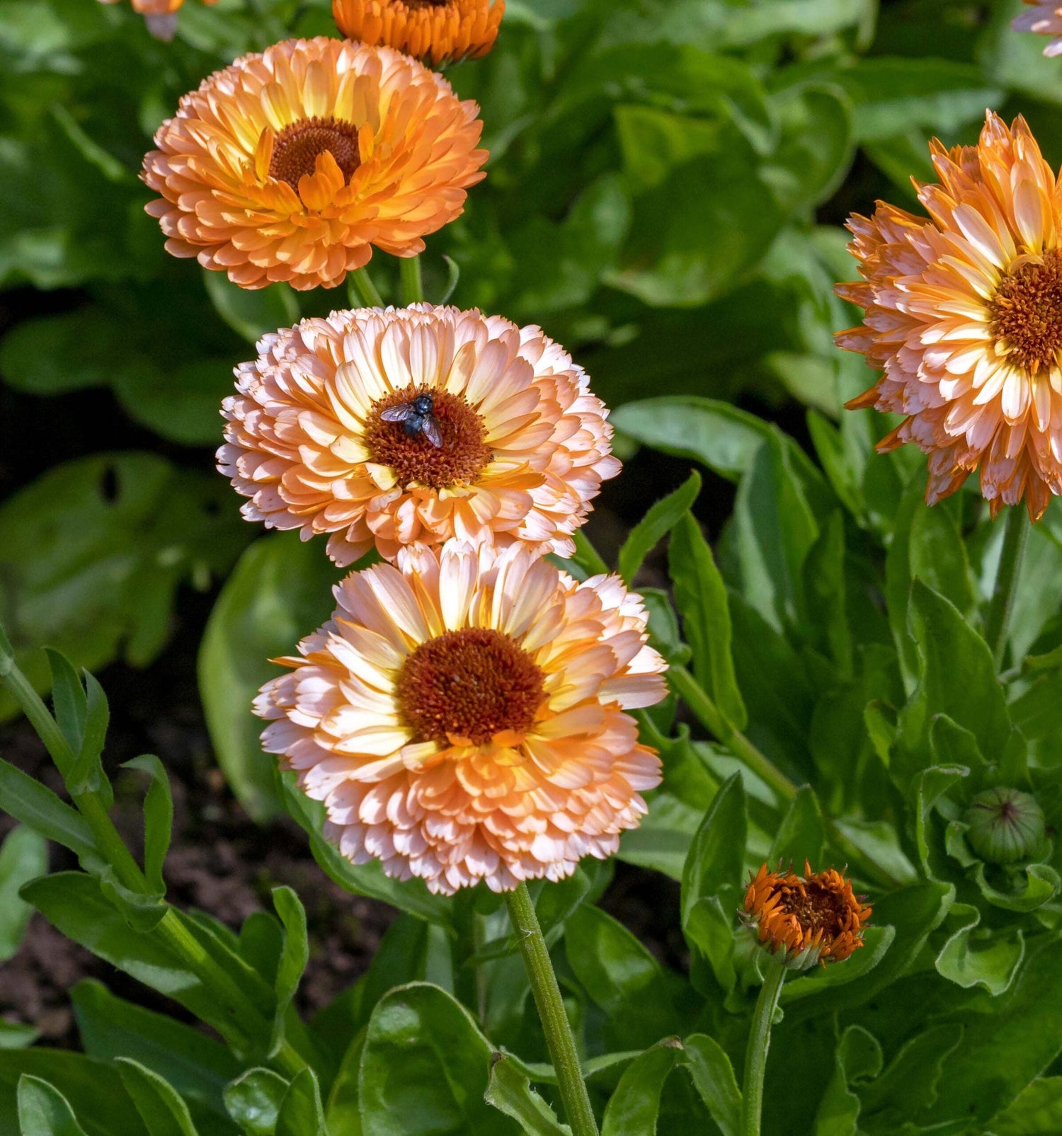 Marigold - Pink Surprise