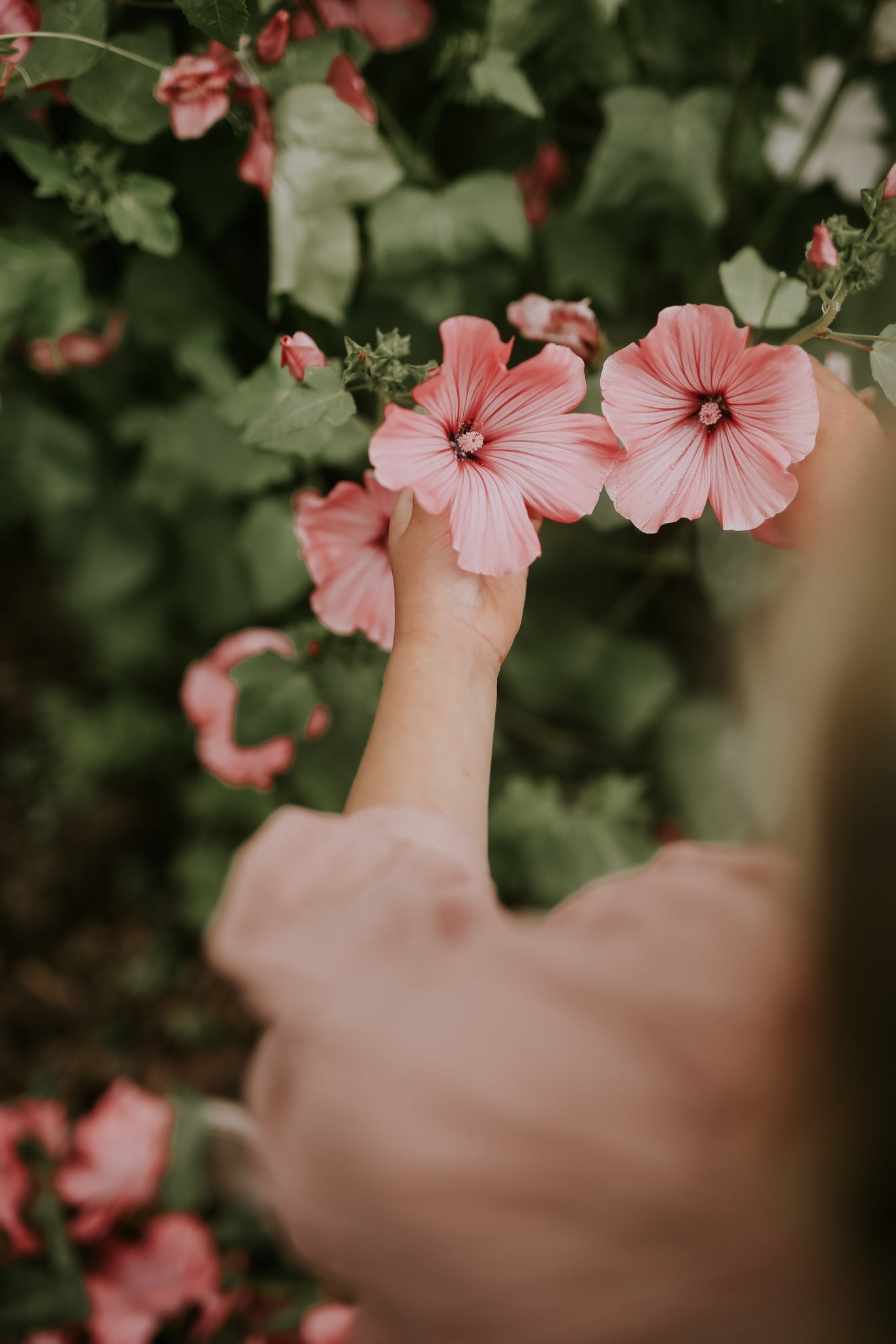 Mallow - Loveliness Rose Pink ECO