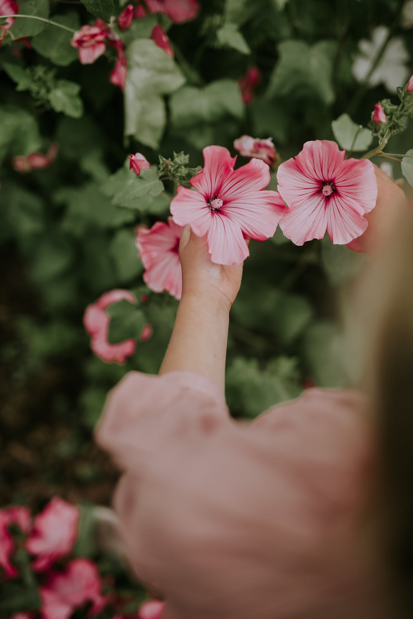 Mallow - Loveliness Rose Pink ECO