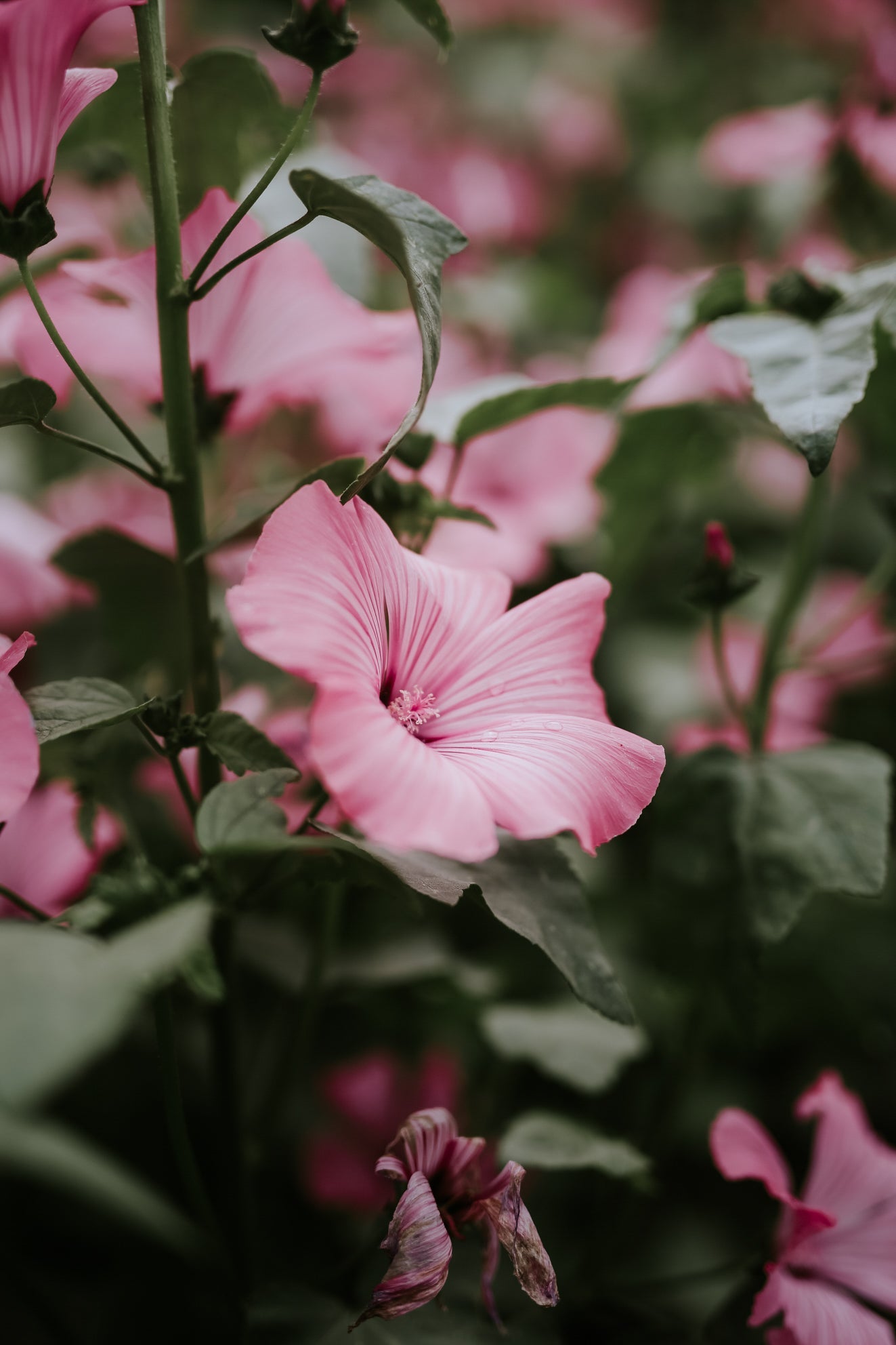 Mallow - Loveliness Rose Pink ECO