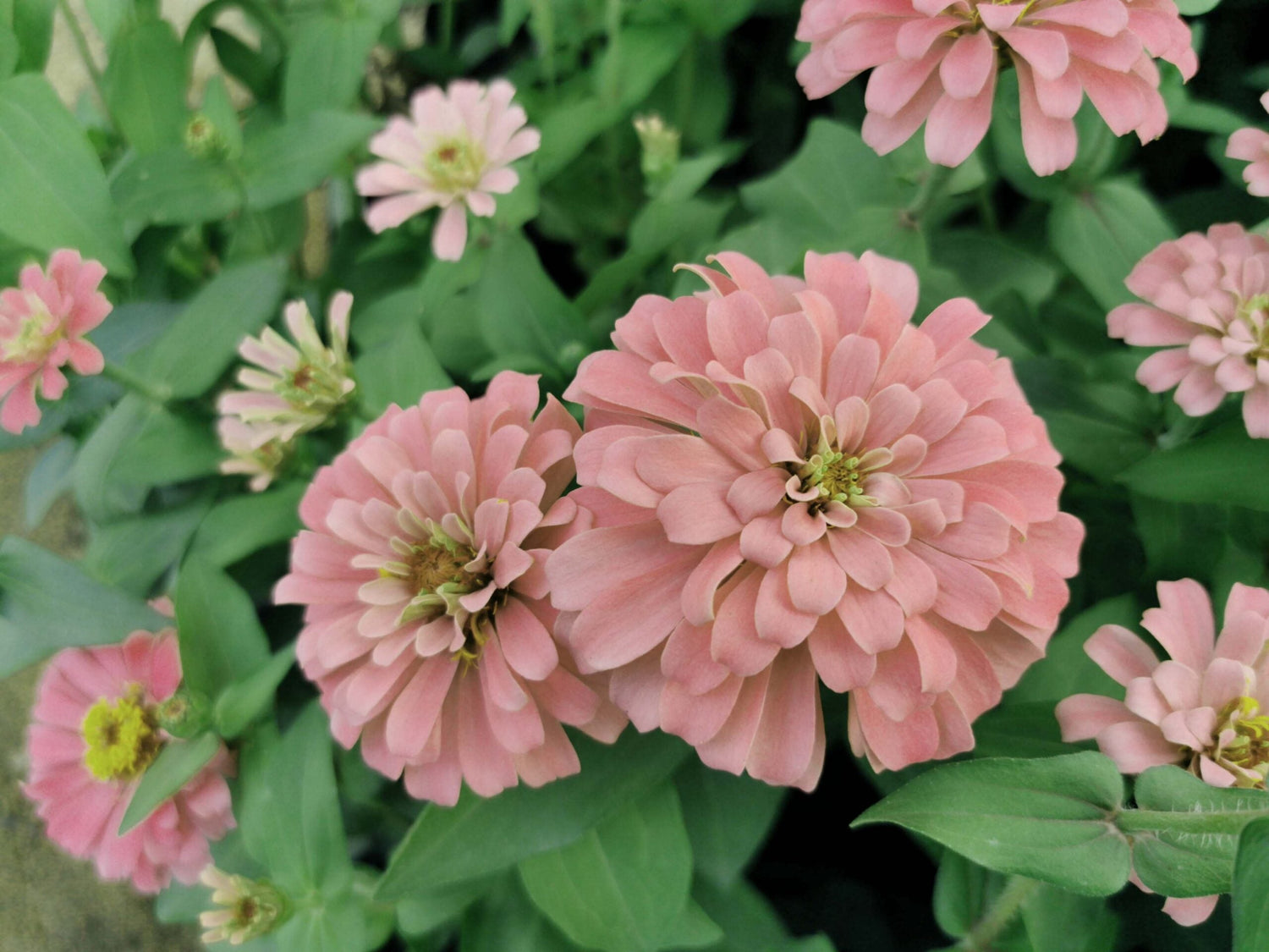 Zinnia - Dahl Flow Salmon Queen