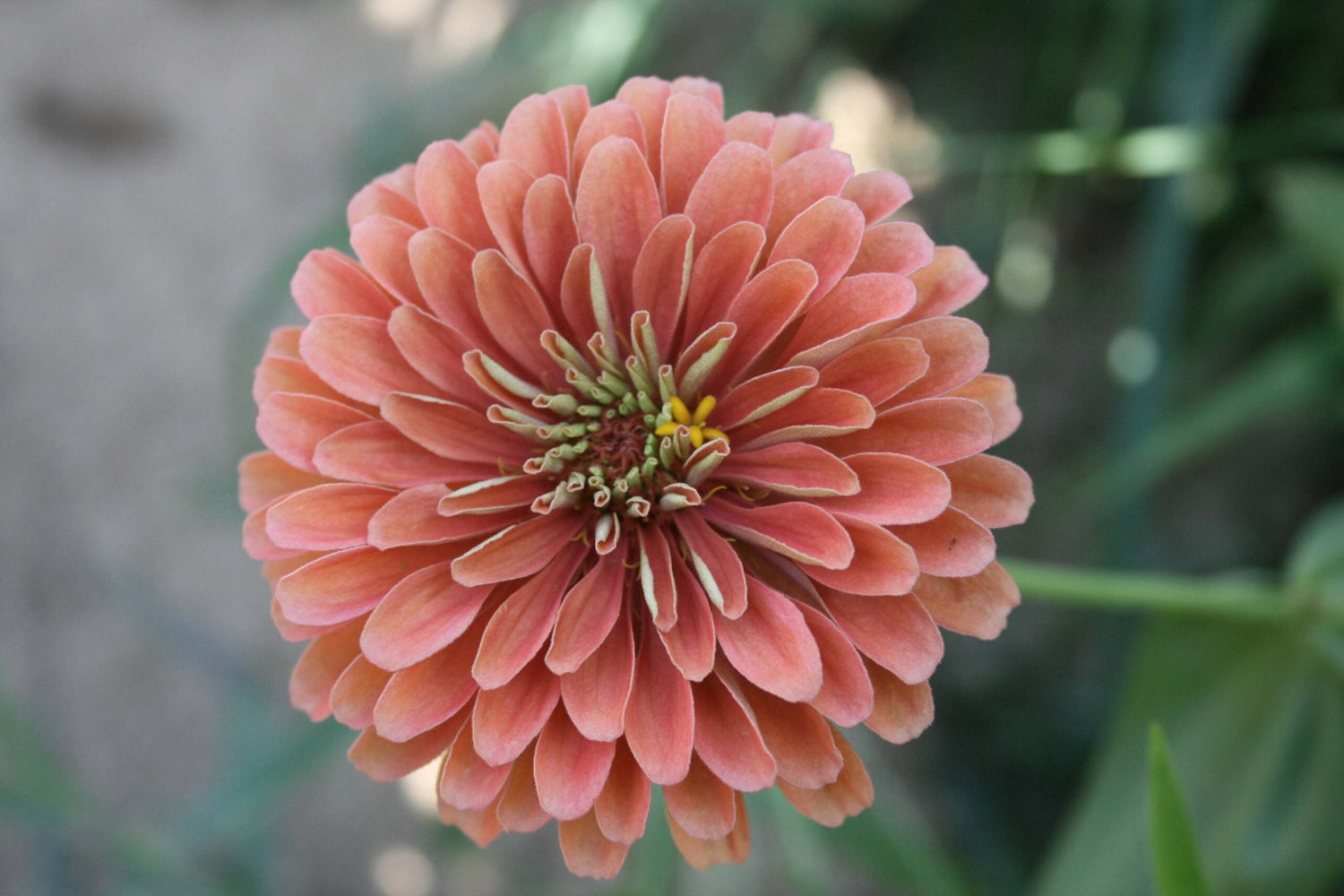 Zinnia - Dahl Flow Salmon Queen
