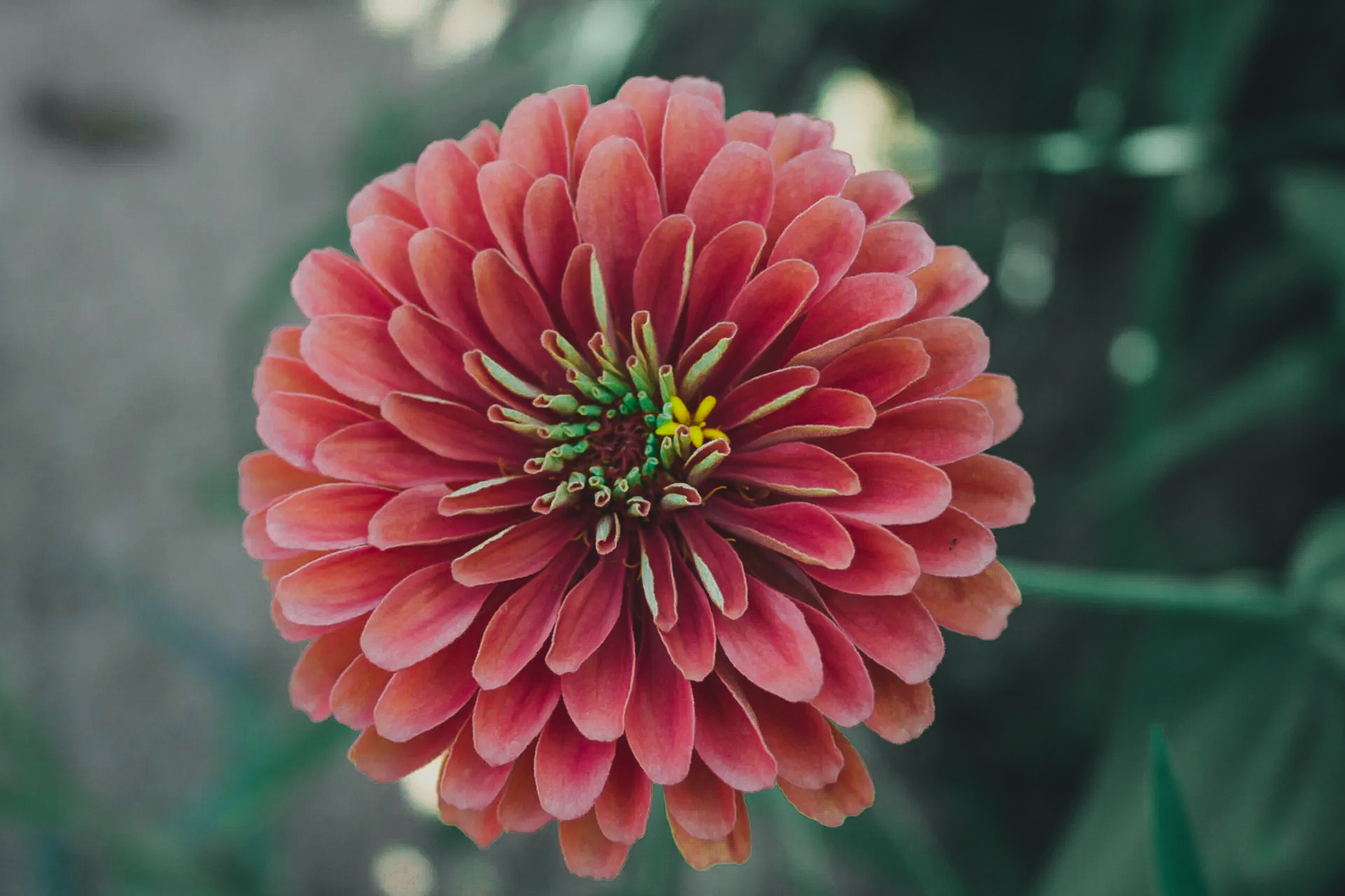 Zinnia - Dahl Flow Salmon Queen