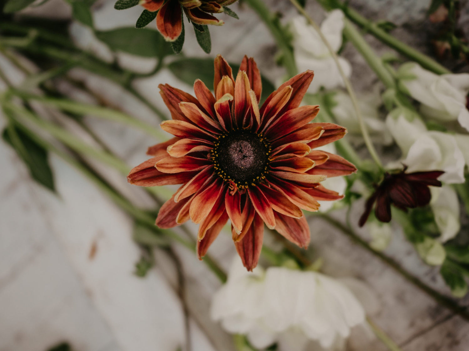 Sommarrudbeckia - Sahara