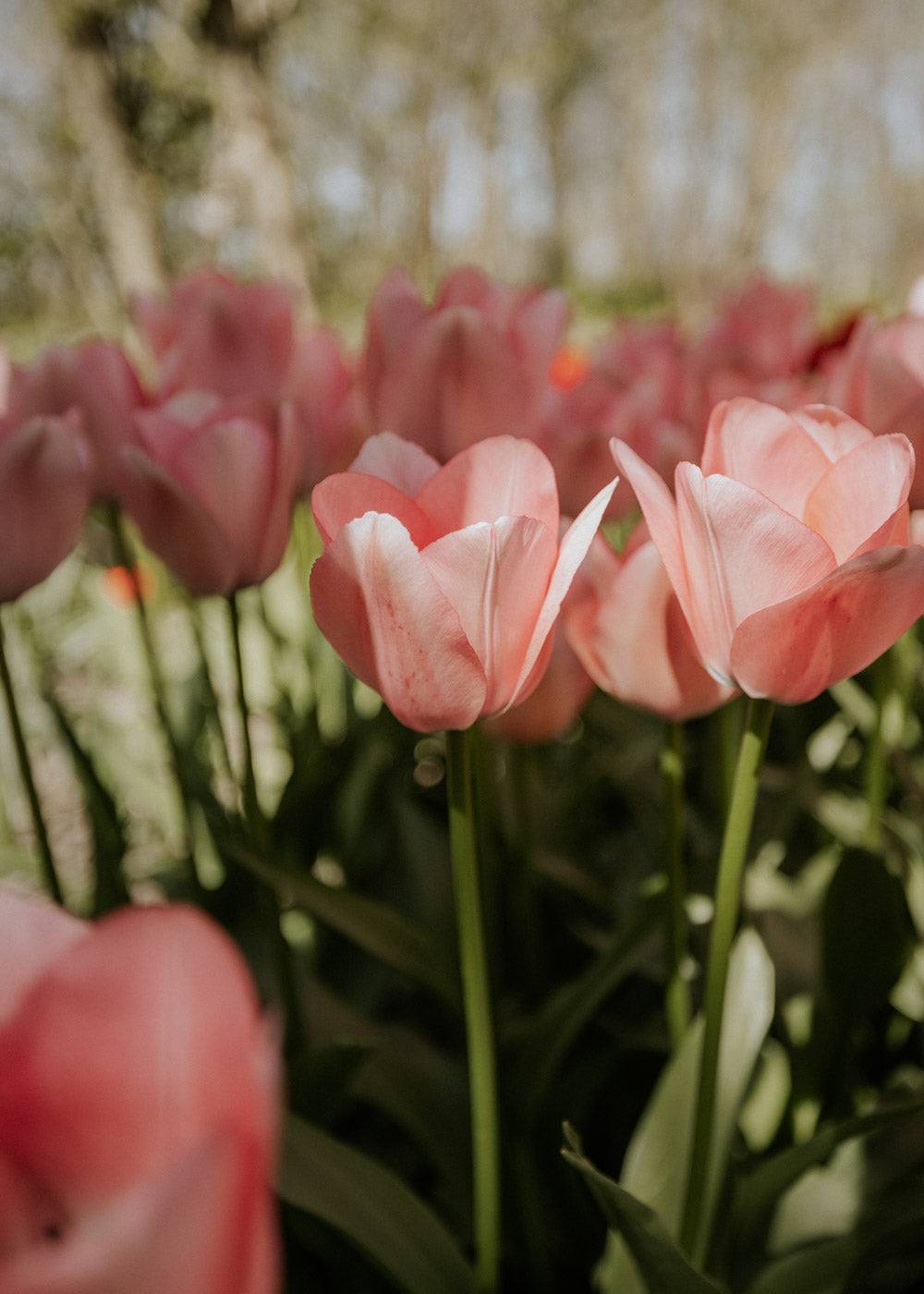 Tulipe - Salmon Impression