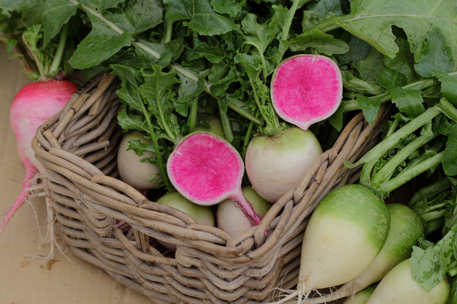 Rädisa - Red Impression F1