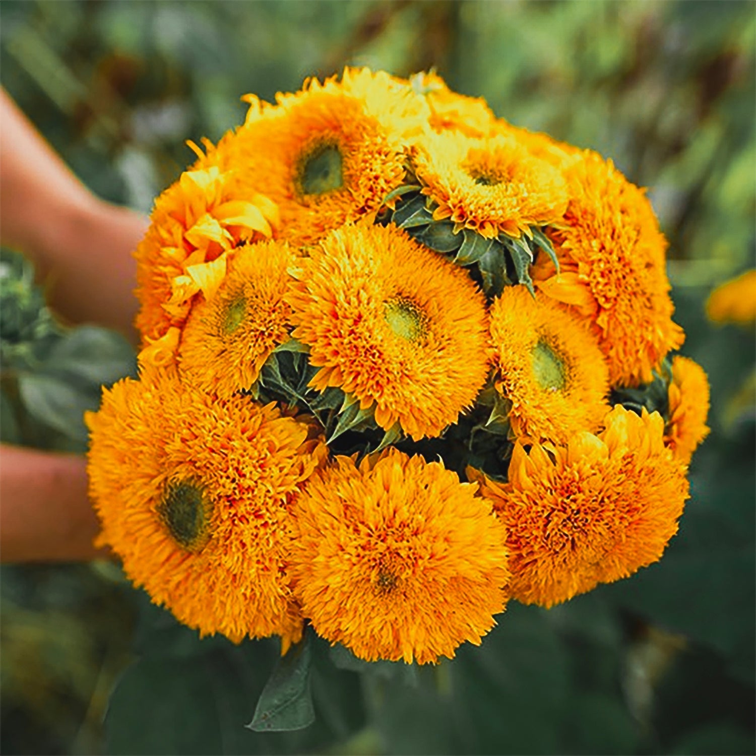 Solros - Double Sungold