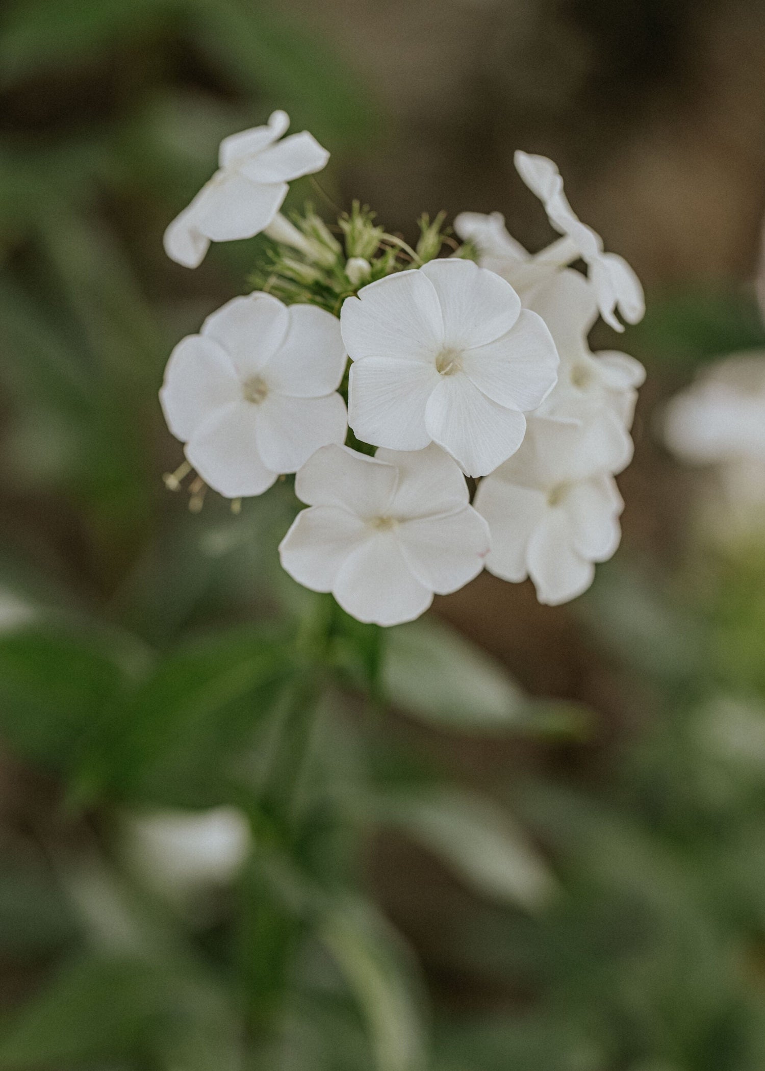 Summer Phlox - White Beauty