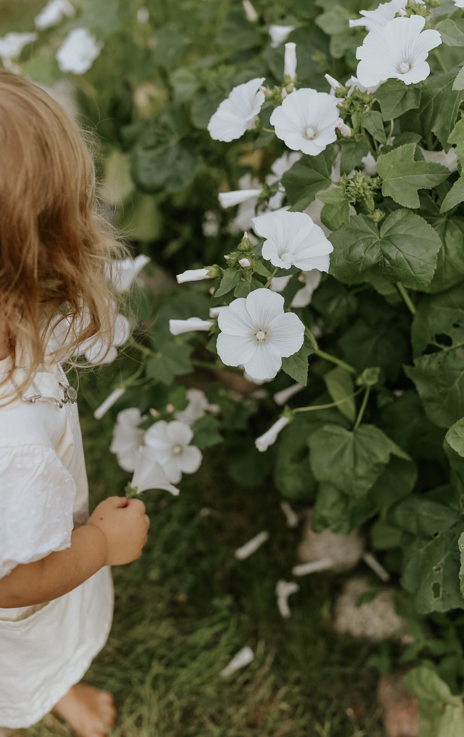 Sommarmalva - Mont Blanc