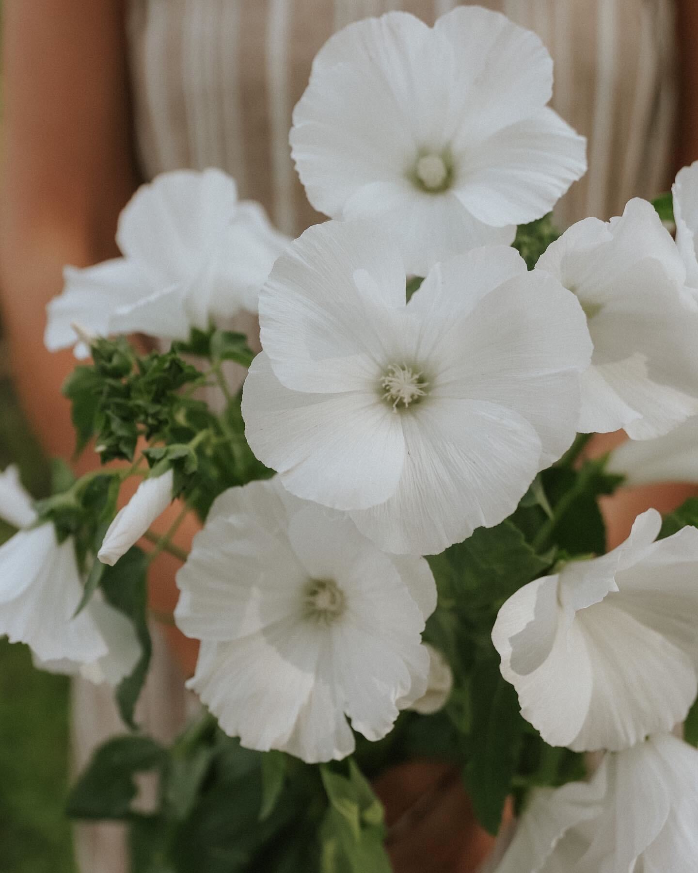 Sommarmalva - Mont Blanc