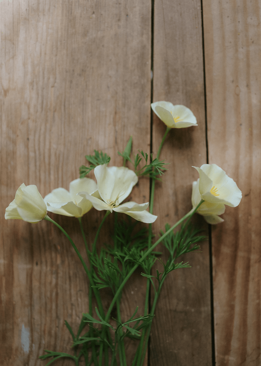 California Poppy - Alba