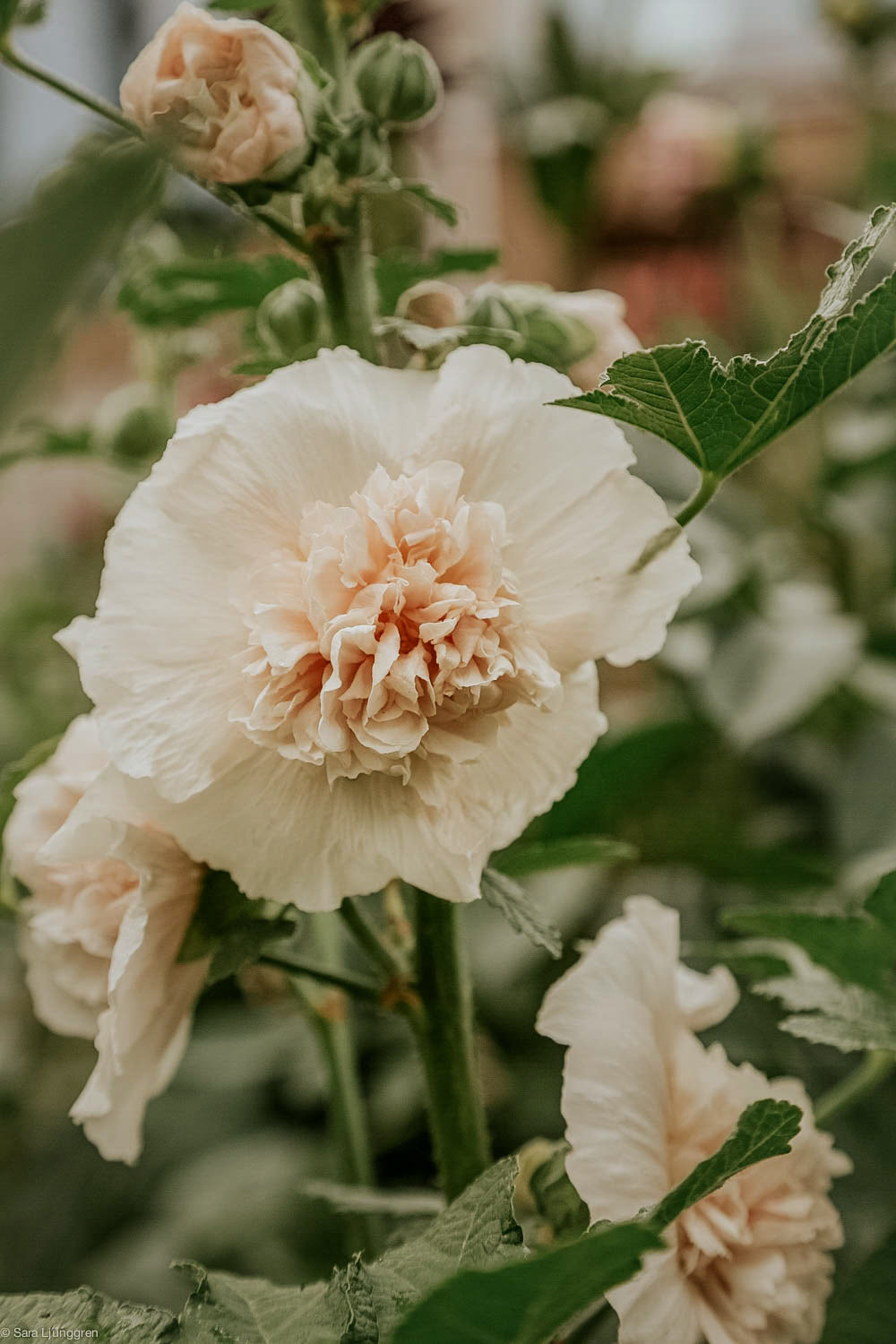 Stockros - Majorette double Champagne