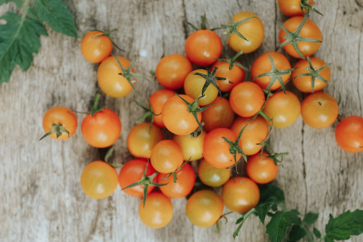 Kirschtomate - Sungold F1