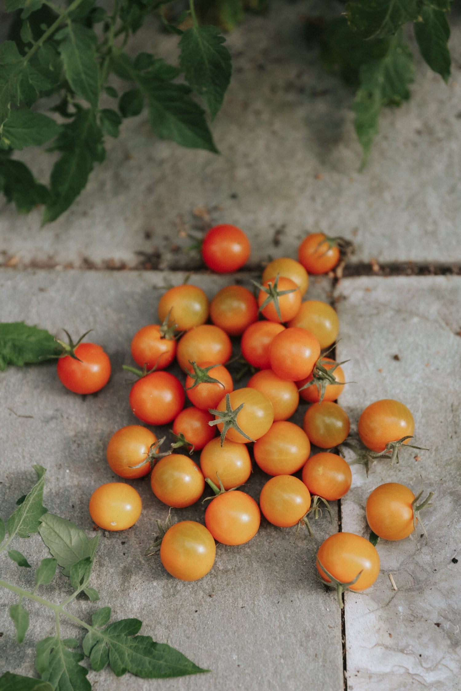 Kirschtomate - Sungold F1