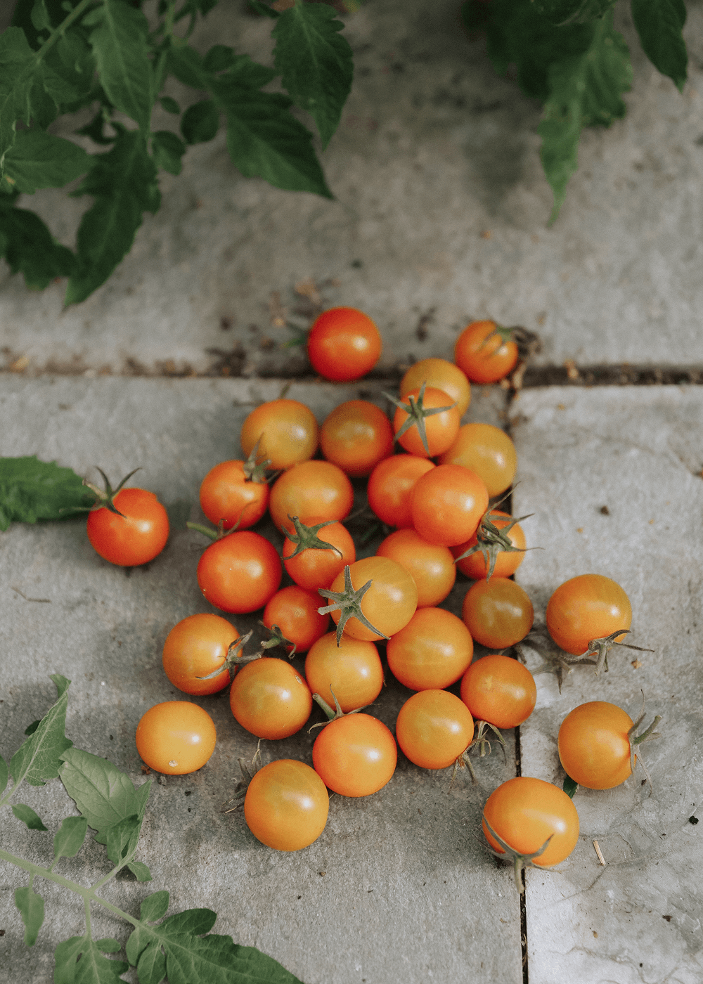 Cherry Tomato - Sungold F1