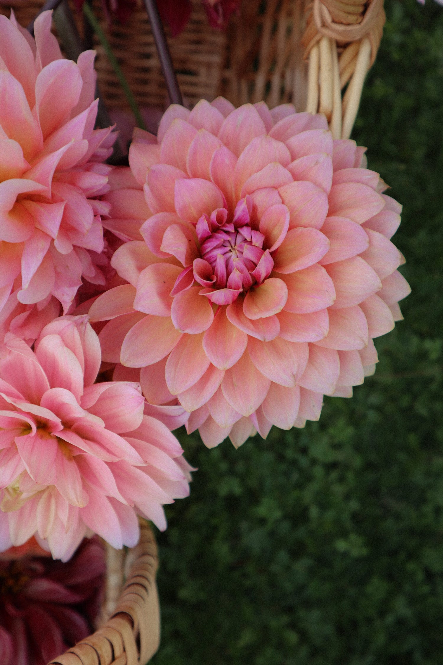 Dahlia - Sweet Sanne