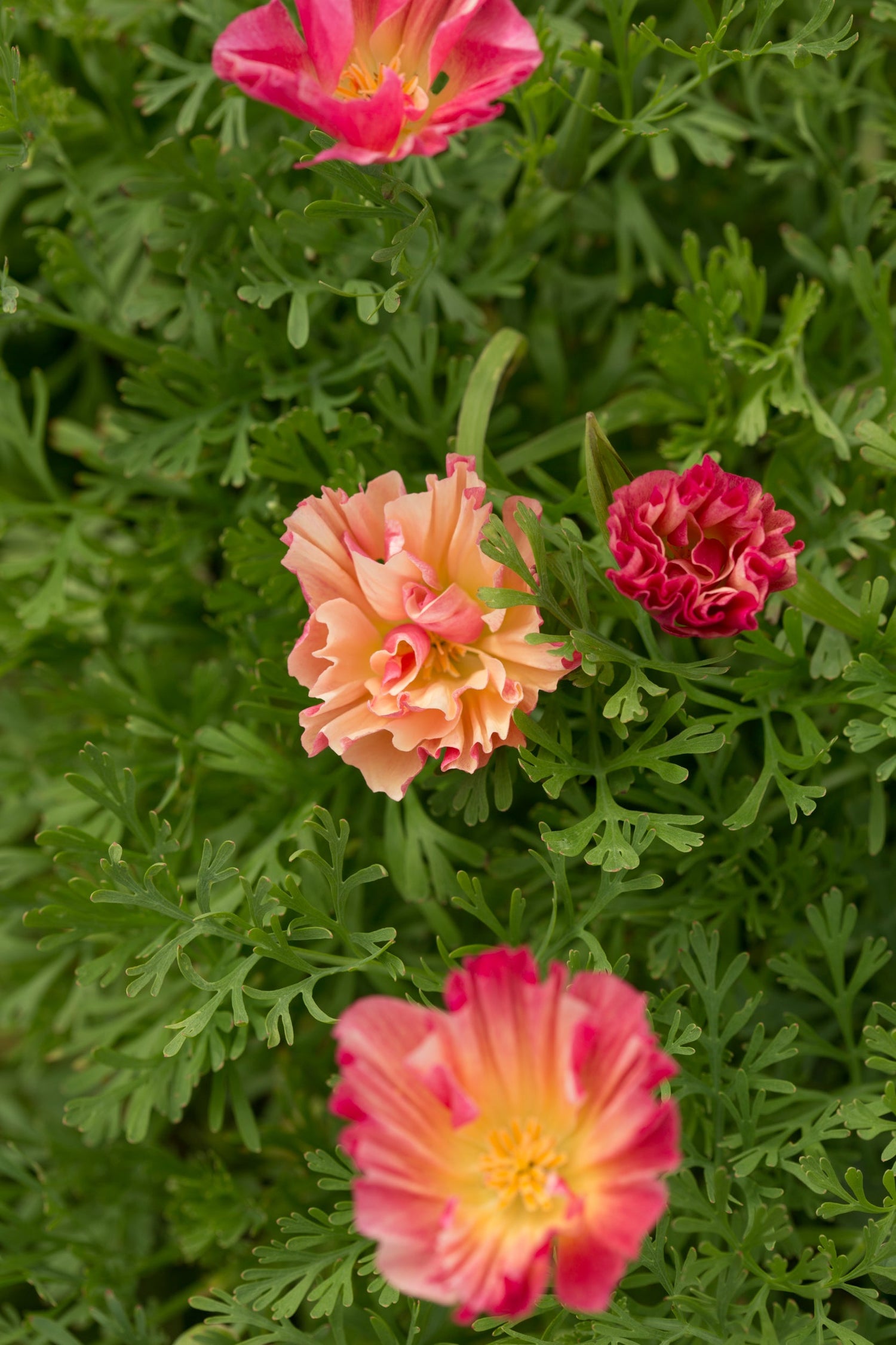 California Poppy - Thai Silk Rose Chiffon