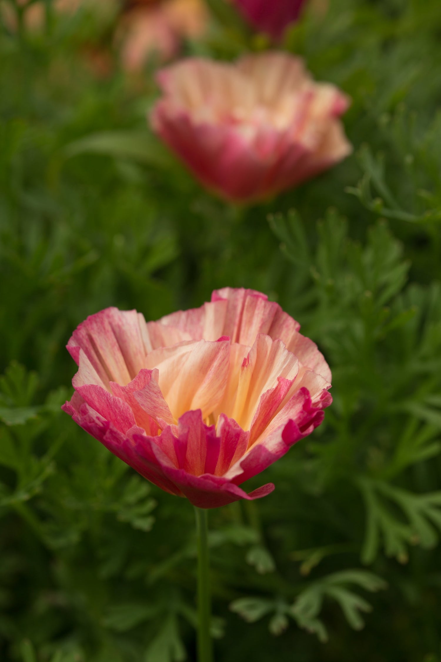 California Poppy - Thai Silk Rose Chiffon