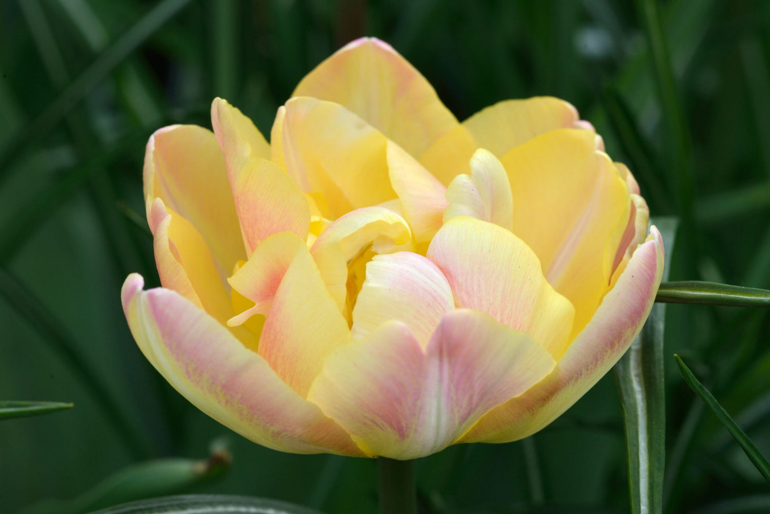 Tulip - Creme Upstar