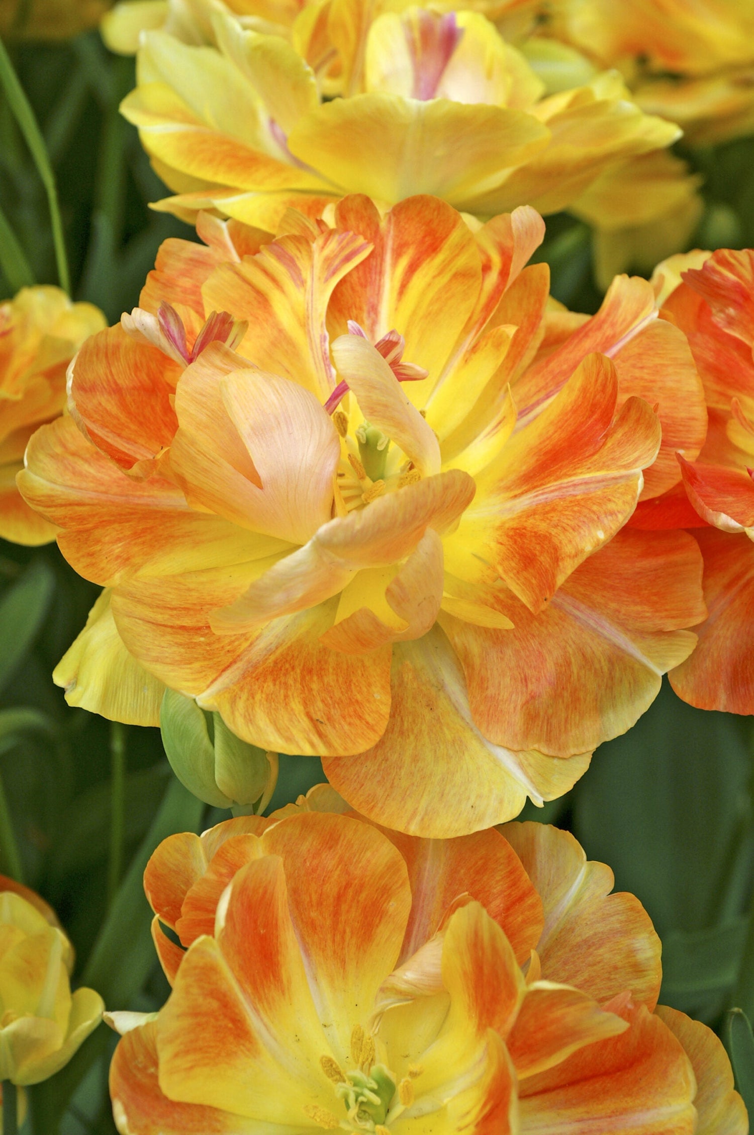 Tulpan - Charming Beauty