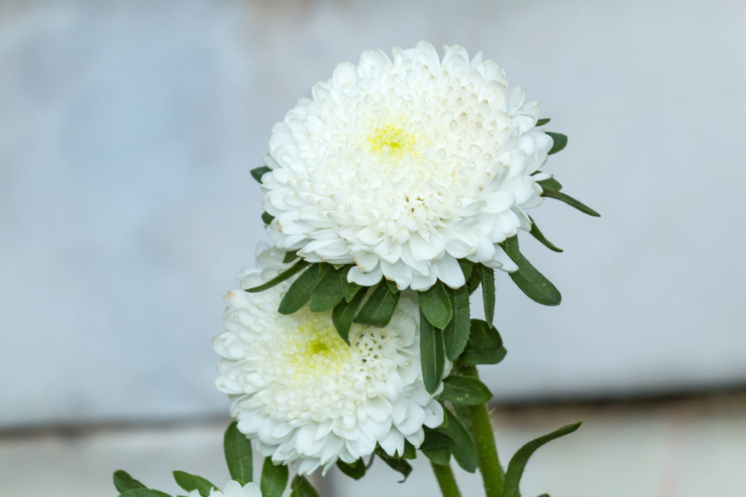 Aster - Giant Princess White