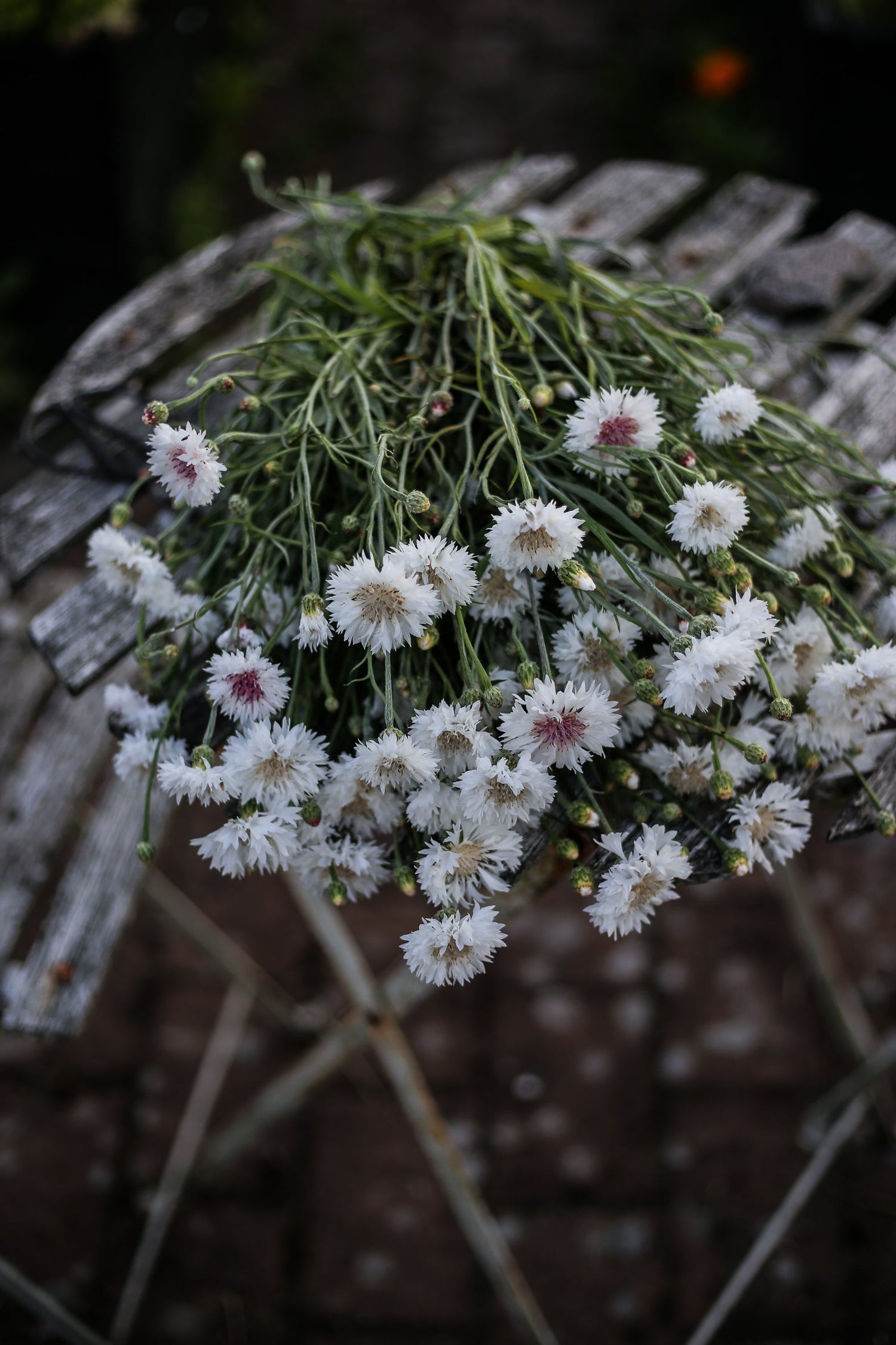 Cornflower - White Ball