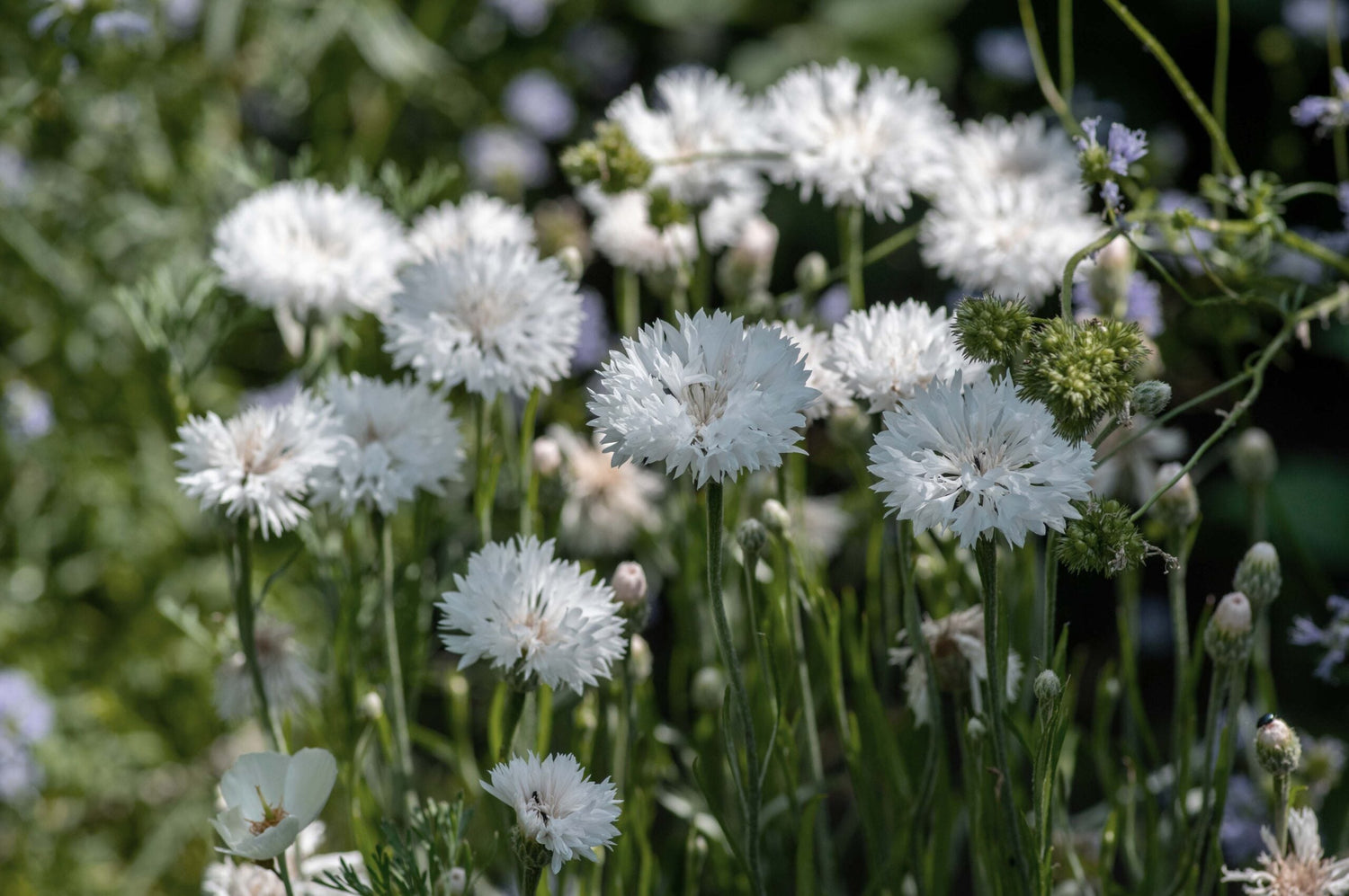 Cornflower - White Ball