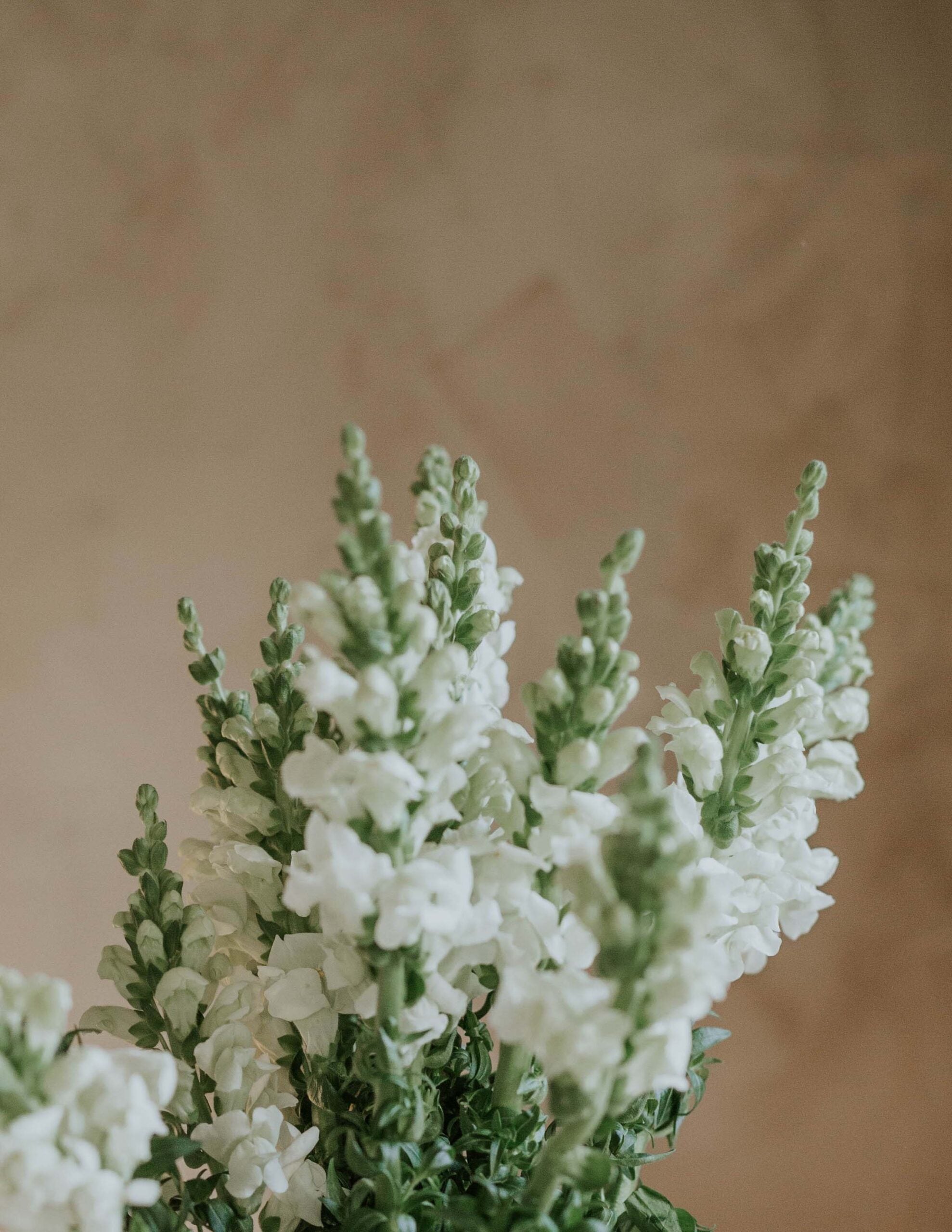 white flower seed dragon nest Seeds Snapdragon - White