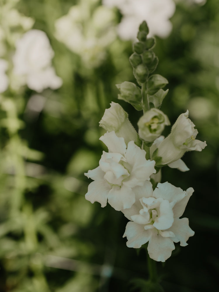 Snapdragon - White